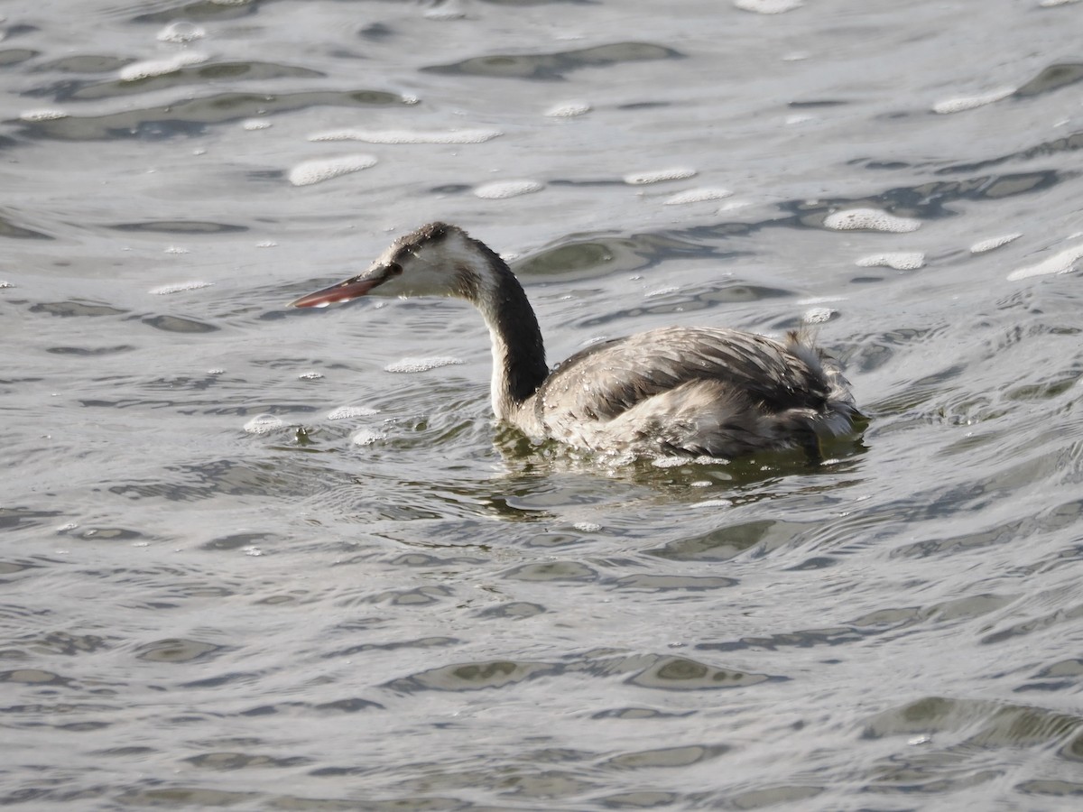 toppdykker - ML646034115