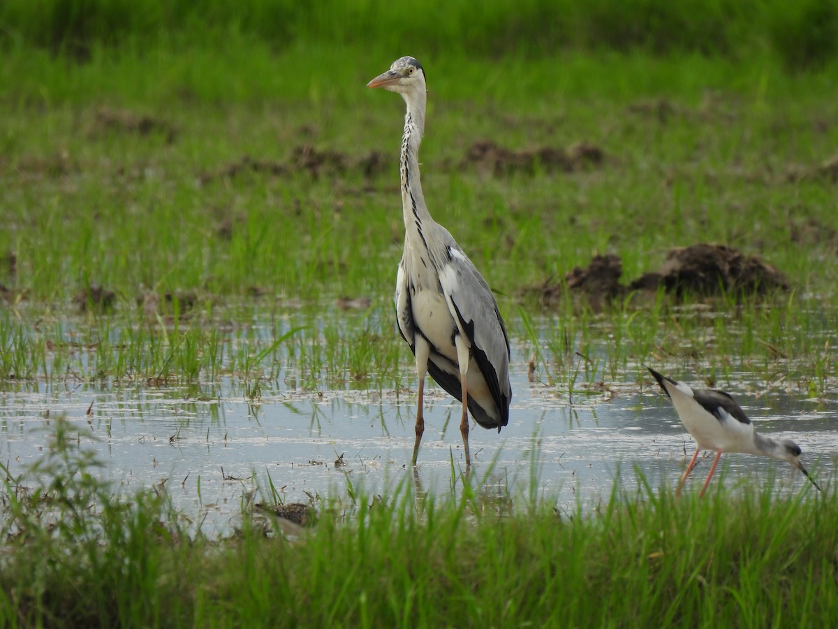 Gray Heron - ML646034116