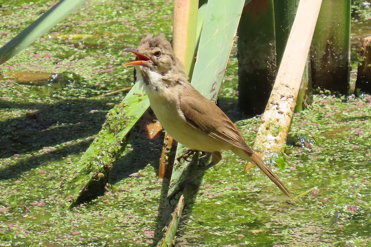 Australian Reed Warbler - ML646034125