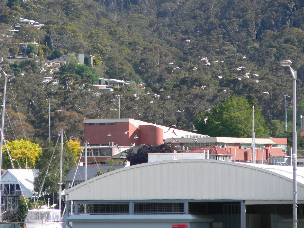 Мартин австралійський - ML646034128