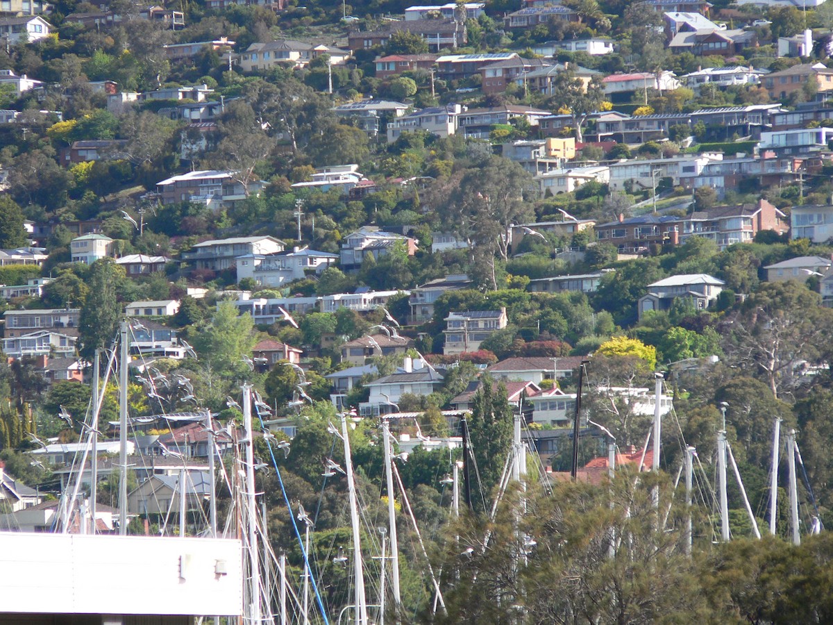 Мартин австралійський - ML646034129