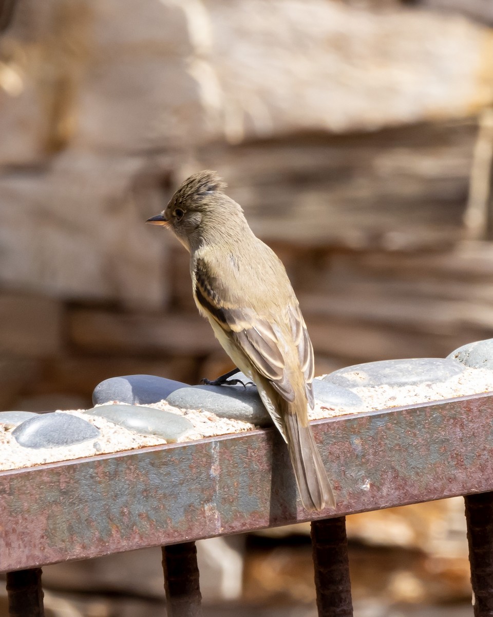 Піві-малюк вербовий - ML646034133