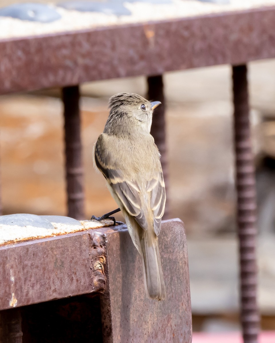 Піві-малюк вербовий - ML646034135