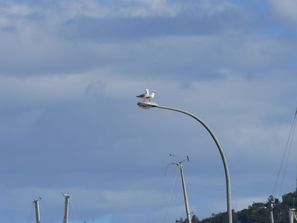 Мартин австралійський - ML646034136