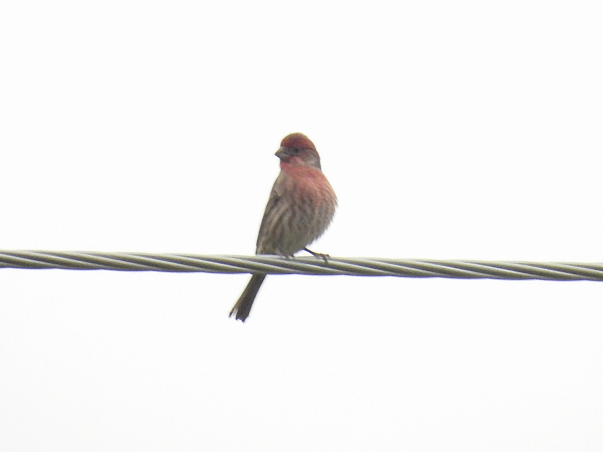 Чечевиця садова - ML646034137