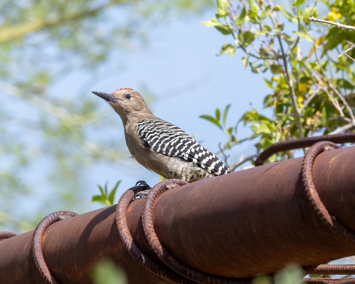 Гіла каліфорнійська - ML646034138