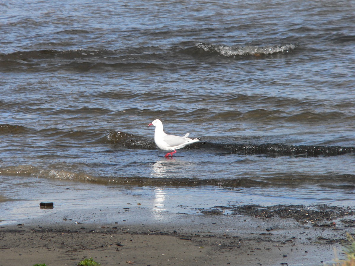 Мартин австралійський - ML646034139