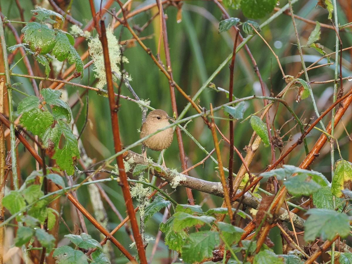 Winter Wren - ML646034140