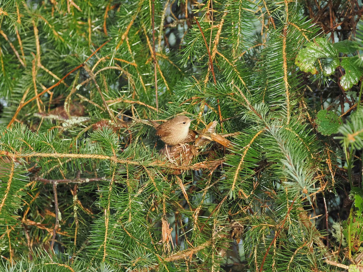 Winter Wren - ML646034142