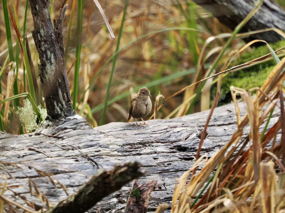 Winter Wren - ML646034143