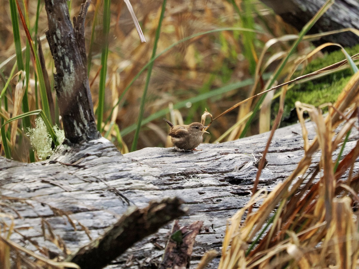 Winter Wren - ML646034144