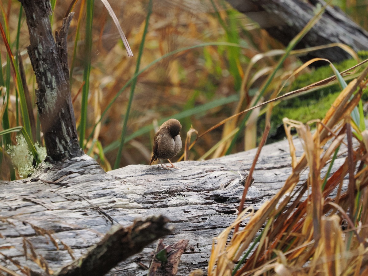 Winter Wren - ML646034147