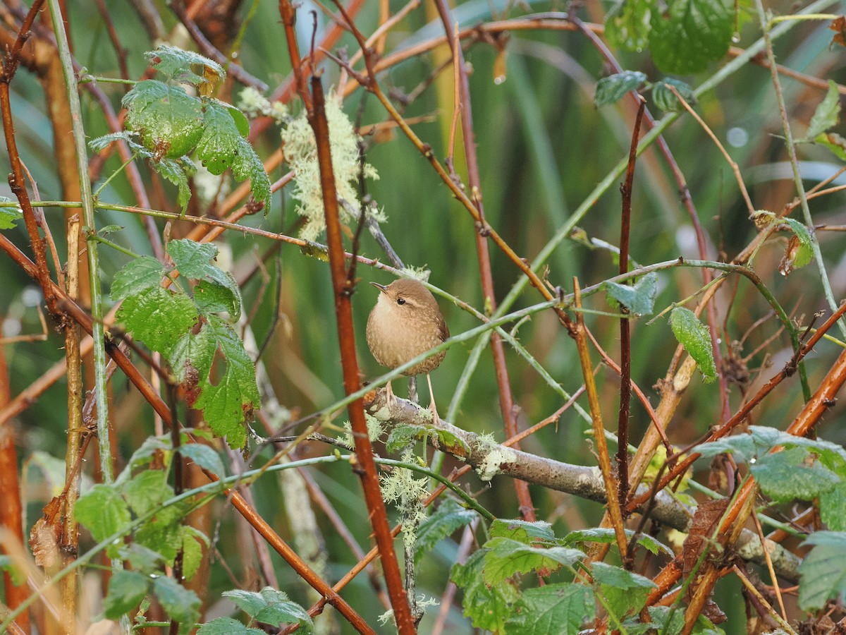 Winter Wren - ML646034148