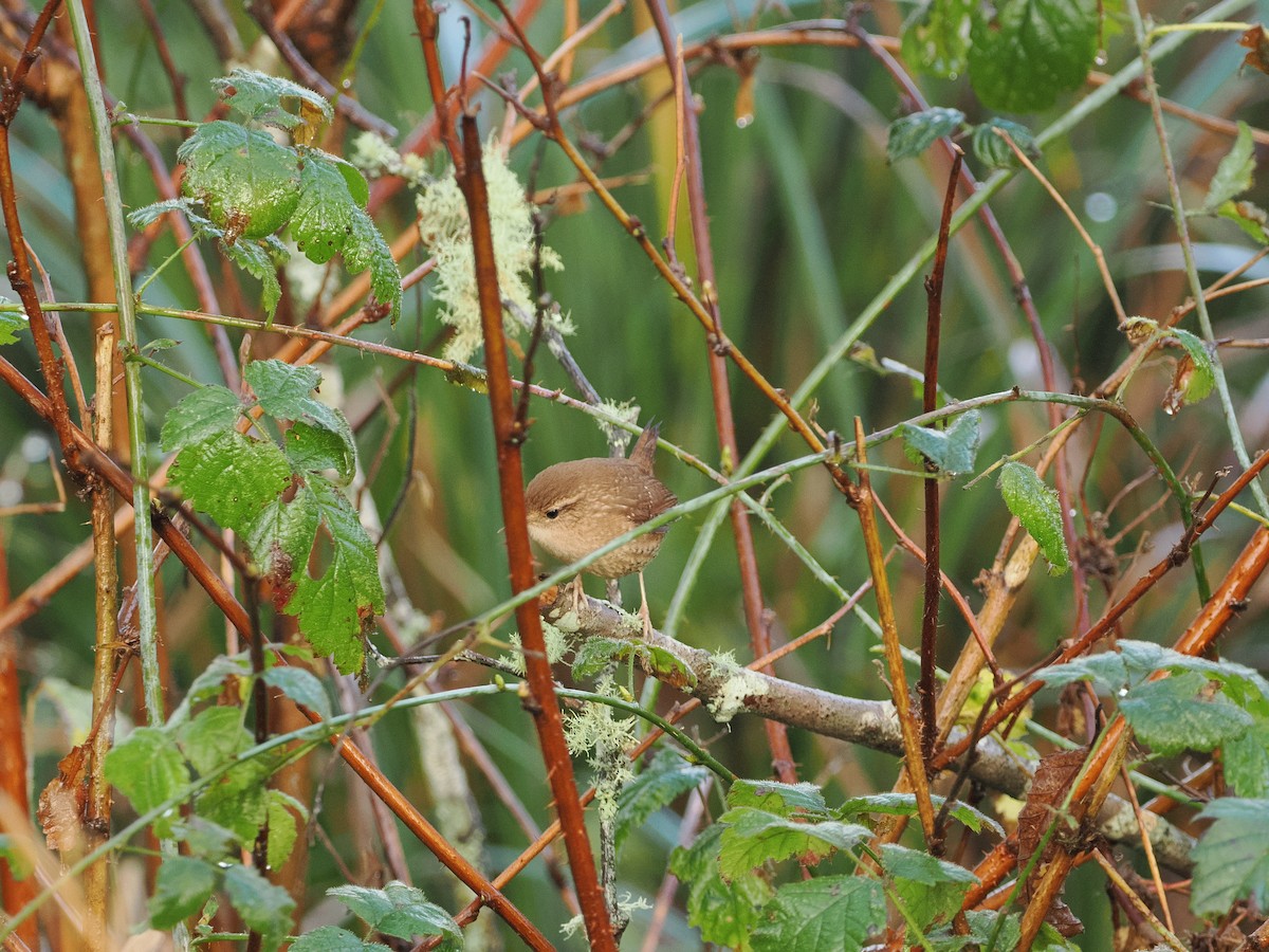 Winter Wren - ML646034149