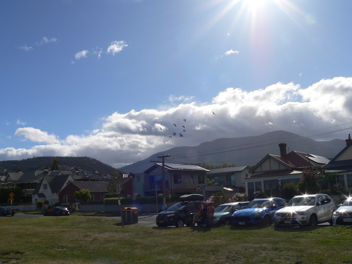 Какаду рожевий - ML646034150