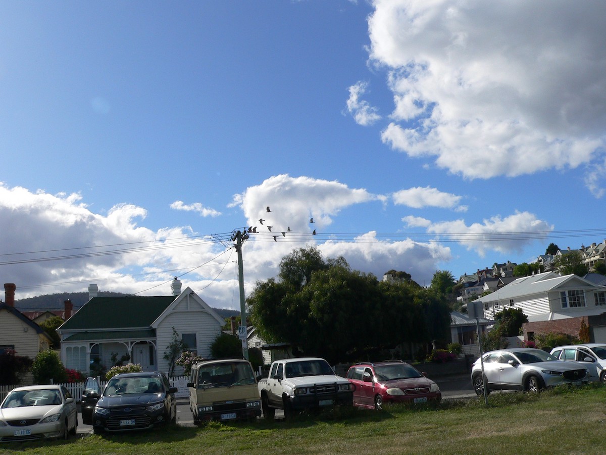 Какаду рожевий - ML646034151