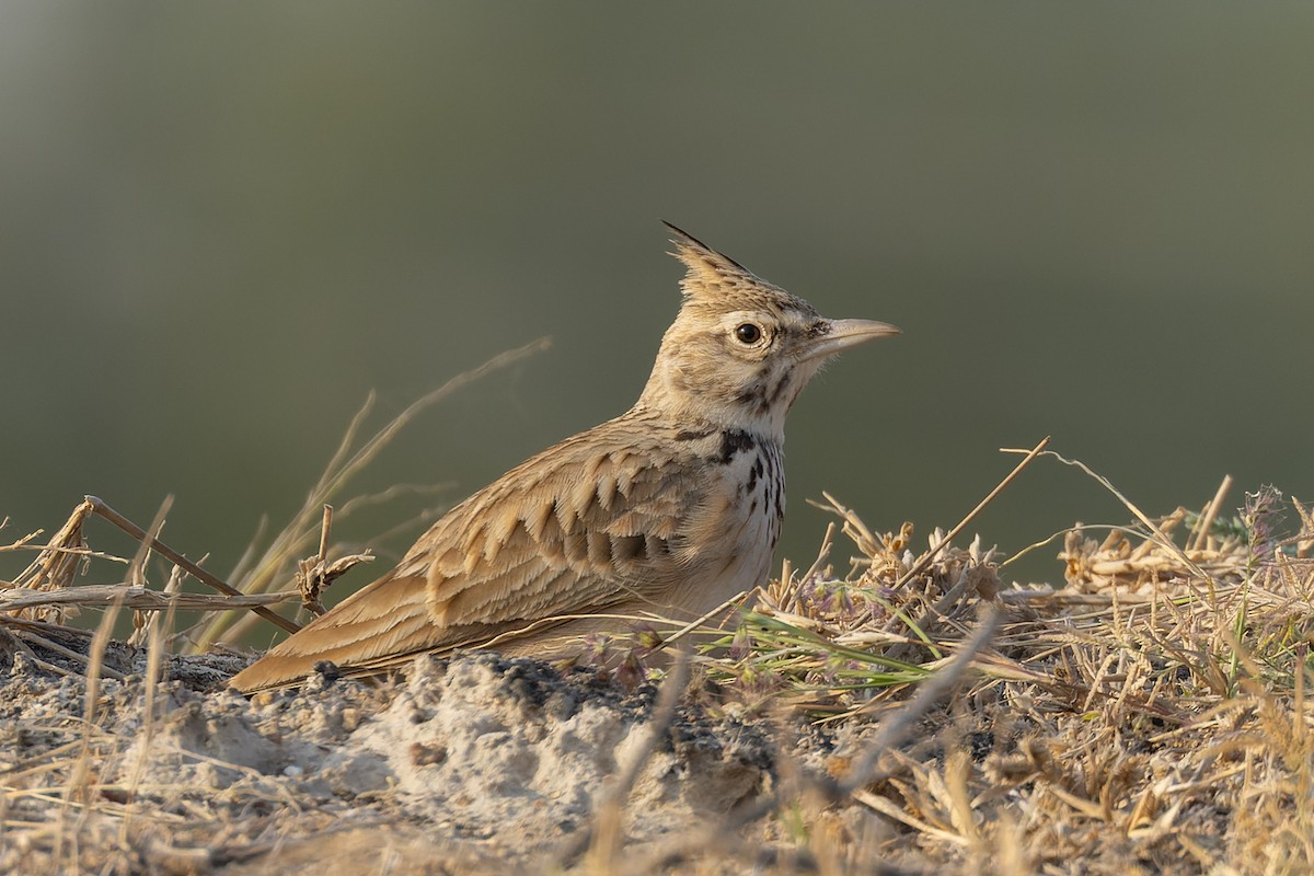Посмітюха звичайна - ML646034152