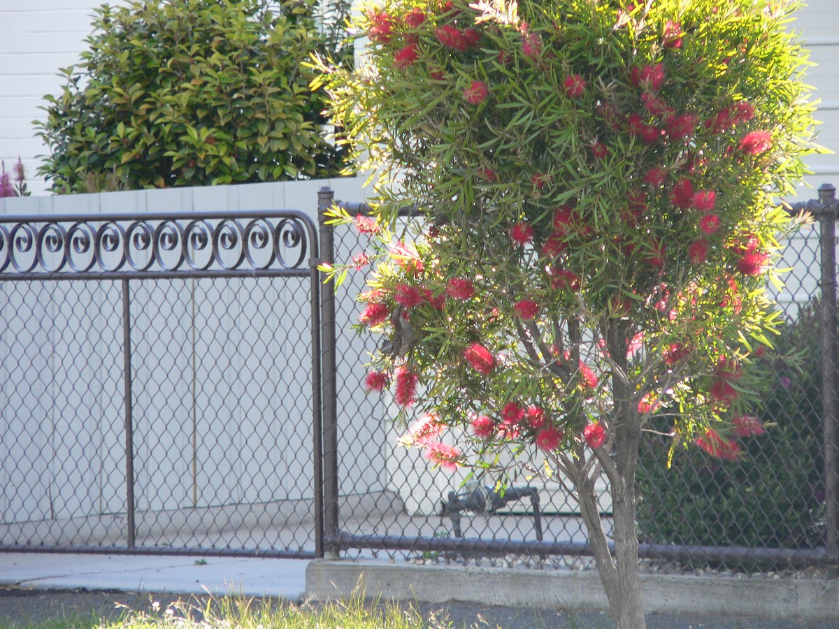 Медолюб-сережник східний - ML646034154