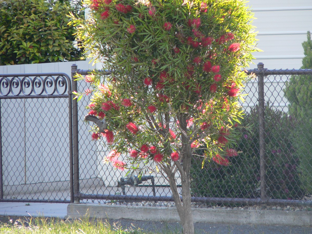 Медолюб-сережник східний - ML646034155