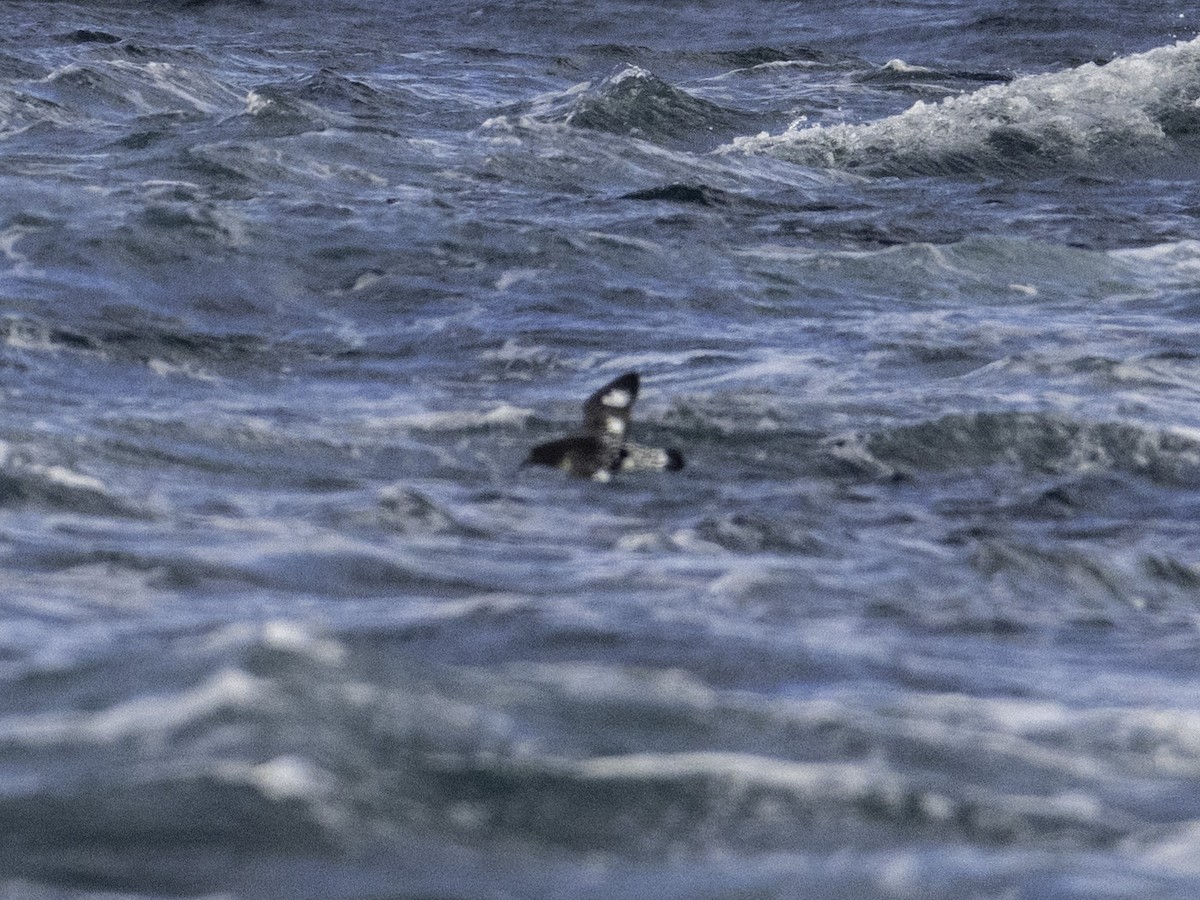 Пінтадо - ML646034156