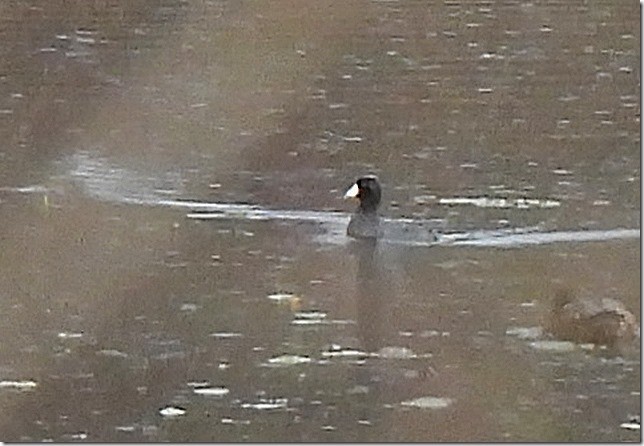 Лиска американська - ML646034158