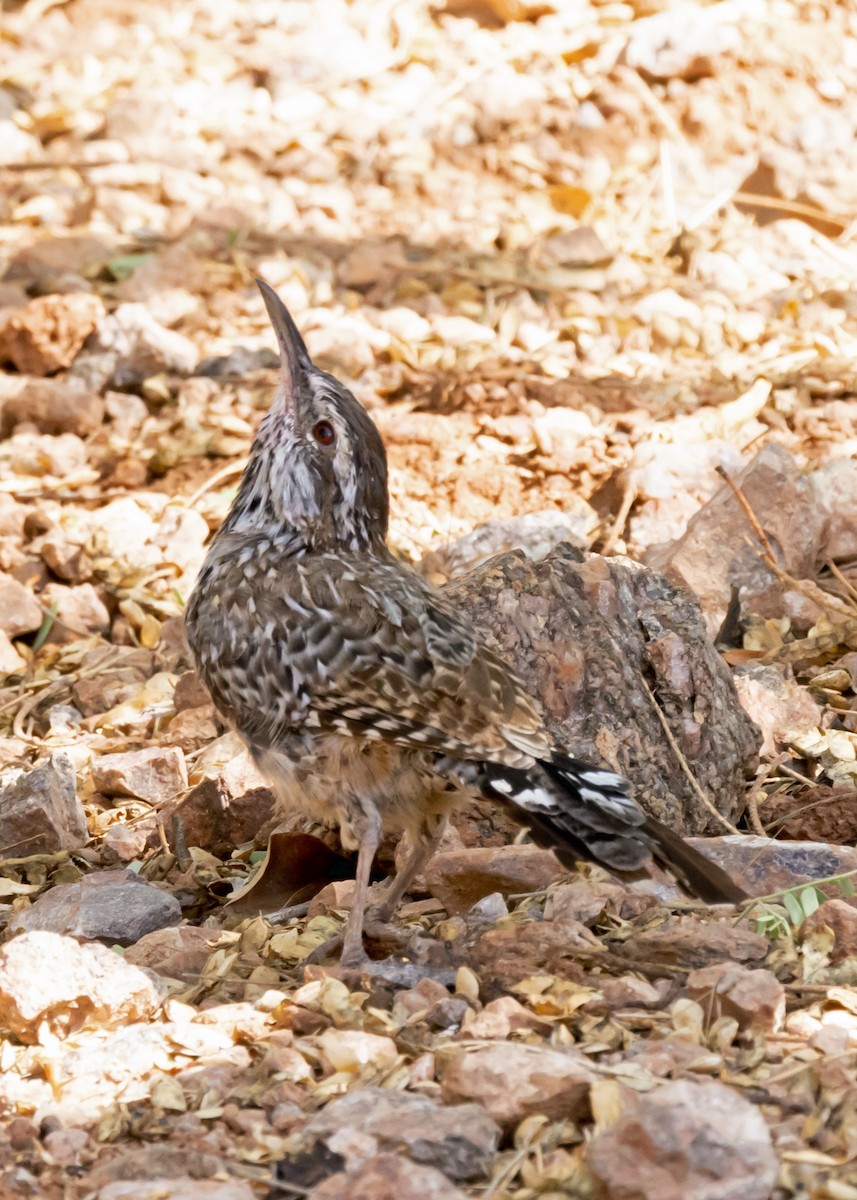 Різжак кактусовий - ML646034162