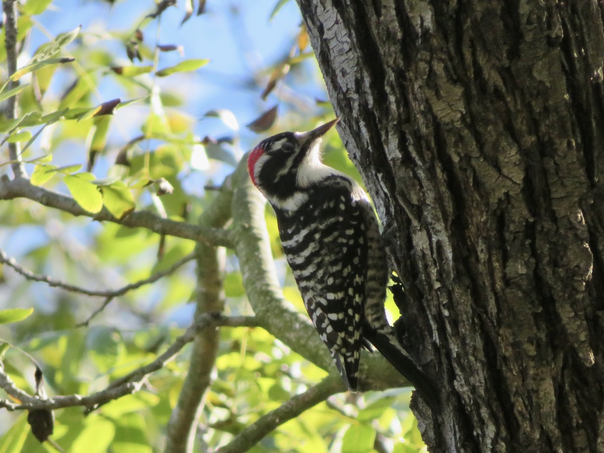 Дятел каліфорнійський - ML646034171