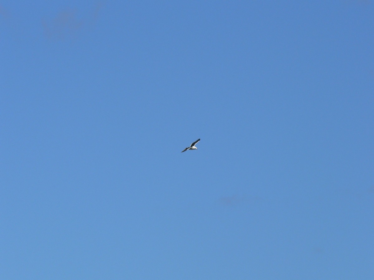 Мартин домініканський - ML646034173