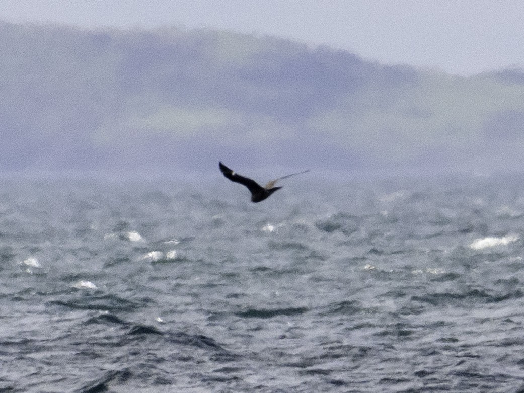 Поморник короткохвостий - ML646034175