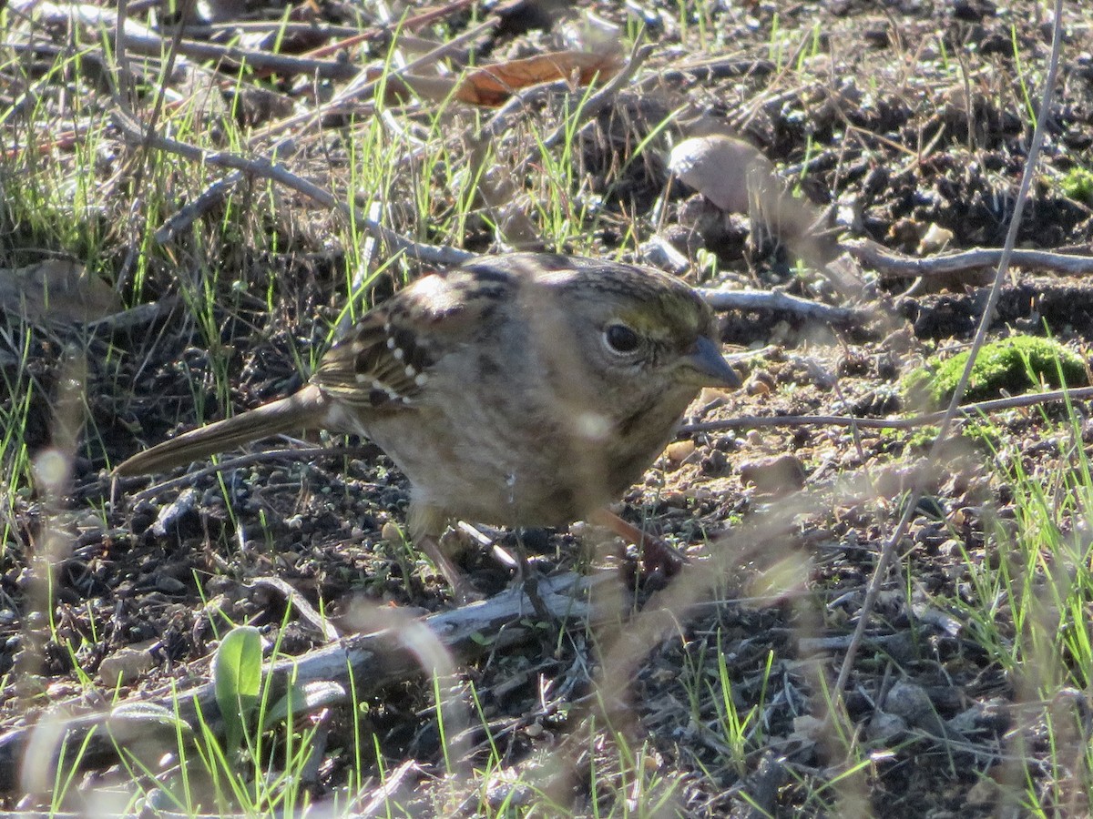 Бруант чорнобровий - ML646034177