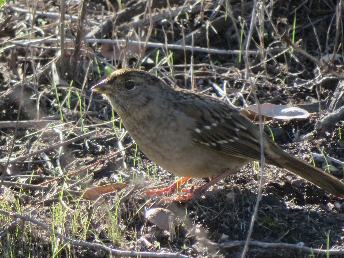 Бруант чорнобровий - ML646034178