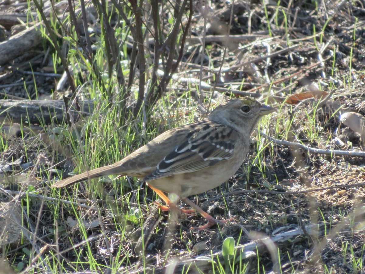 Бруант чорнобровий - ML646034179