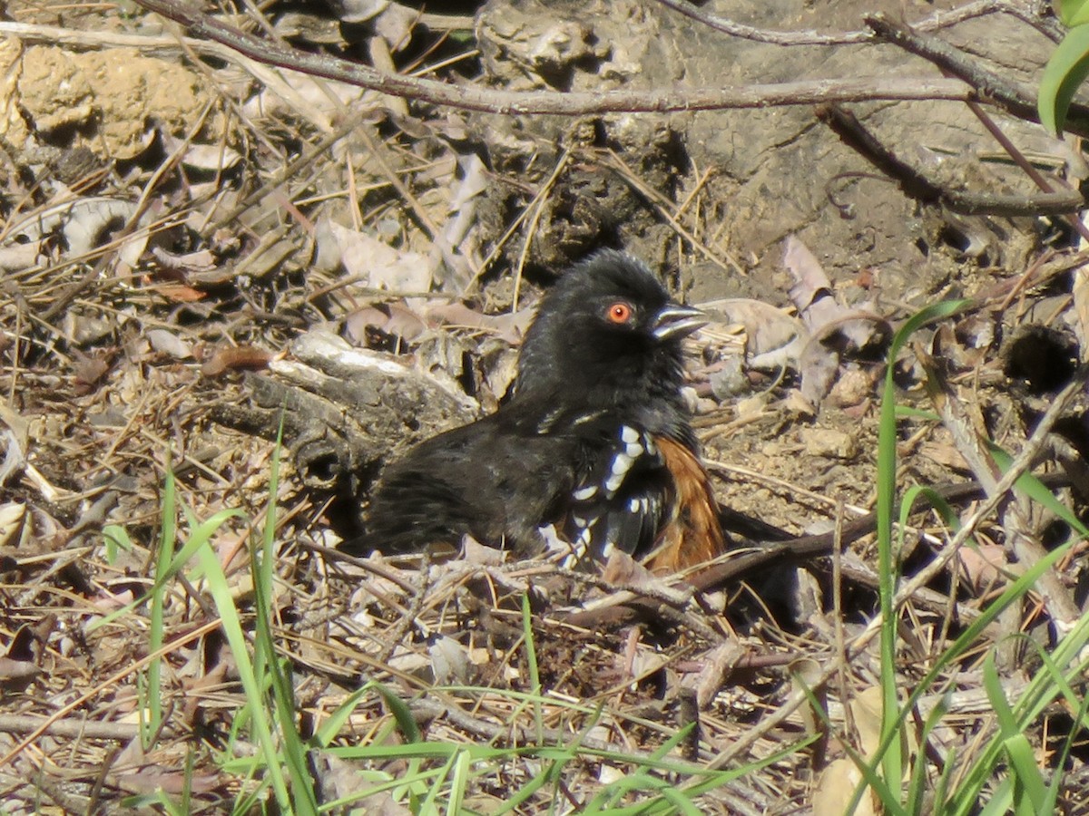 Тауї плямистий - ML646034181