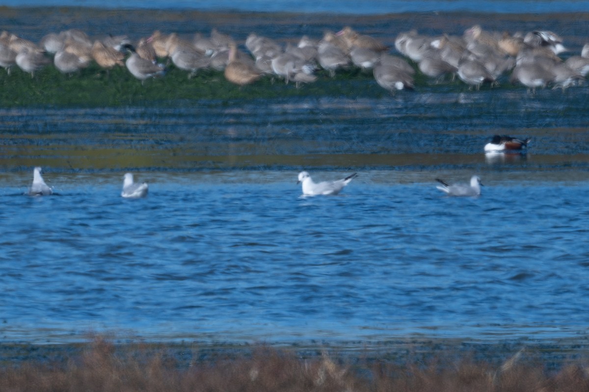 Мартин канадський - ML646034183