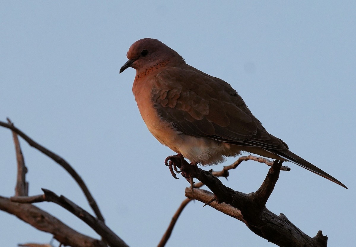 Горлиця мала - ML646034184