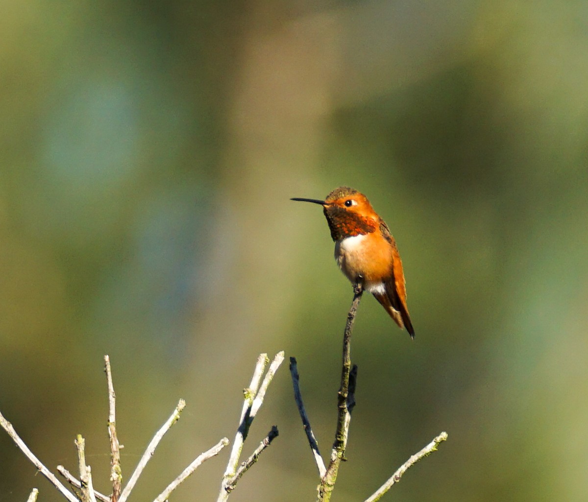 Колібрі-крихітка каліфорнійський - ML646034185