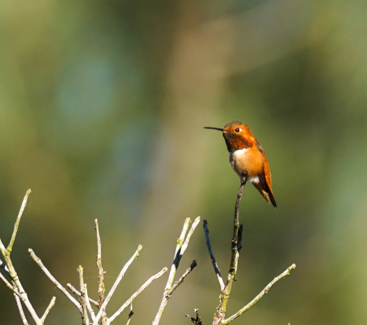 Колібрі-крихітка каліфорнійський - ML646034186