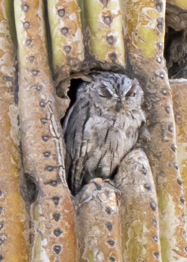 Сплюшка західна - ML646034187