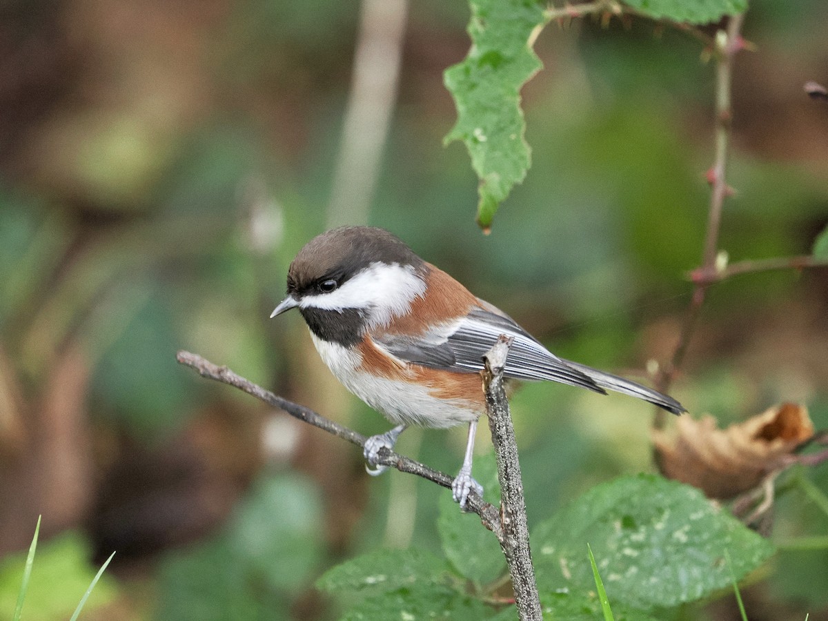 Гаїчка рудоспинна - ML646034189