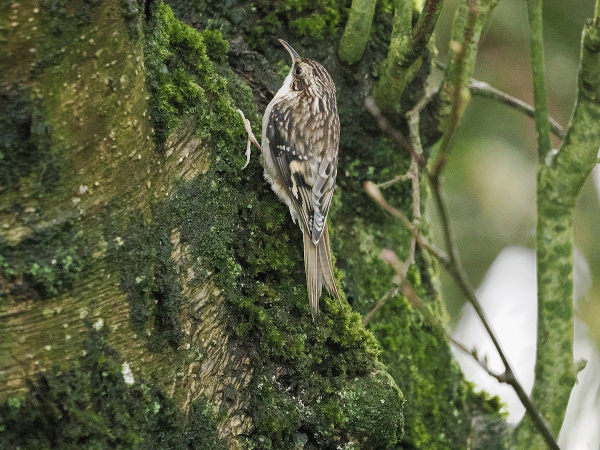Brown Creeper - ML646034190