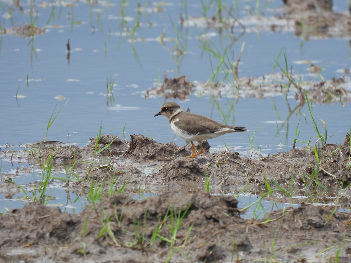 Little Ringed Plover - ML646034191