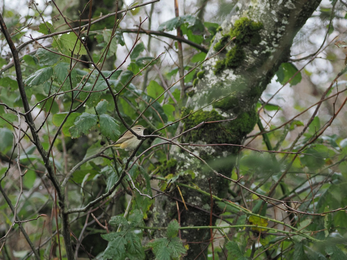 Palm Warbler - ML646034193