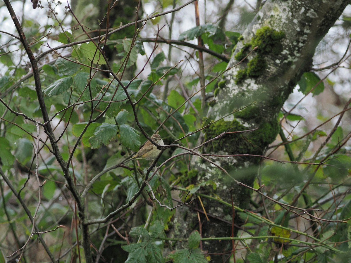 Palm Warbler - ML646034194