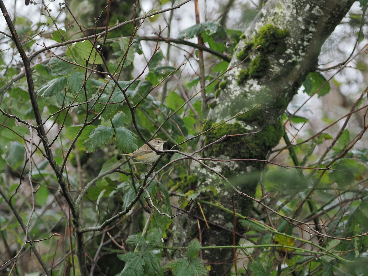 Palm Warbler - ML646034195