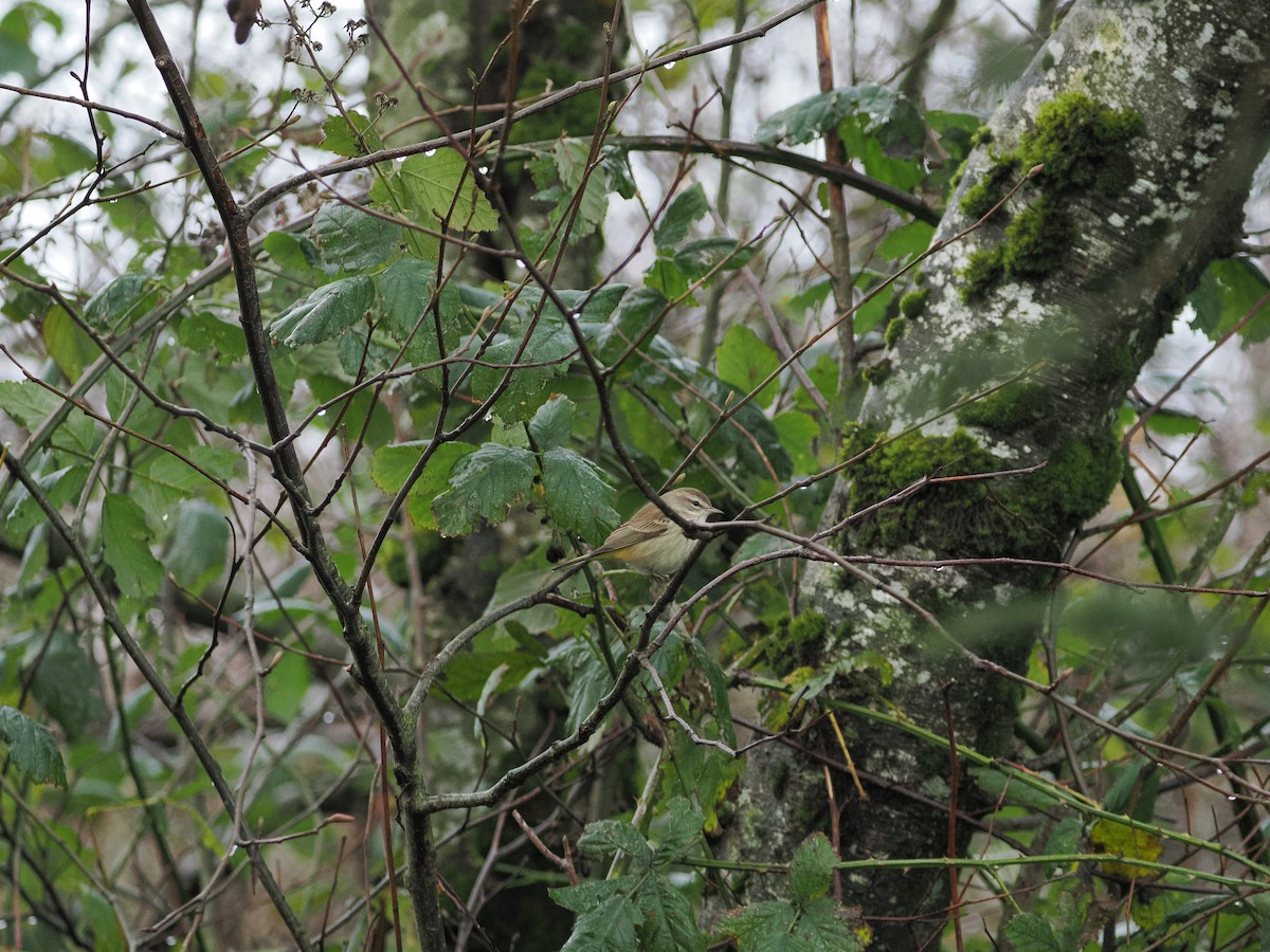 Palm Warbler - ML646034196