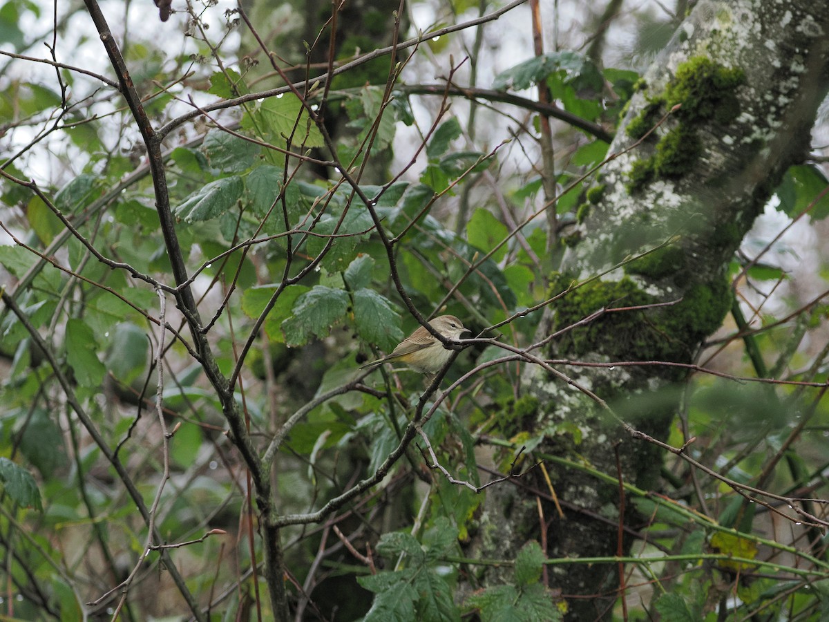 Palm Warbler - ML646034197