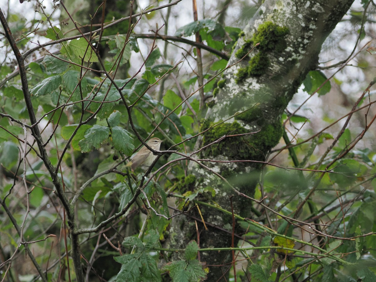 Palm Warbler - ML646034199