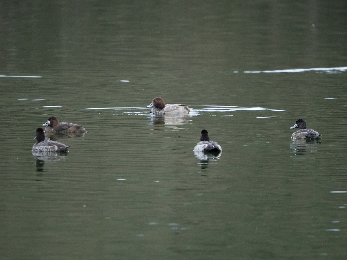 Redhead - ML646034213