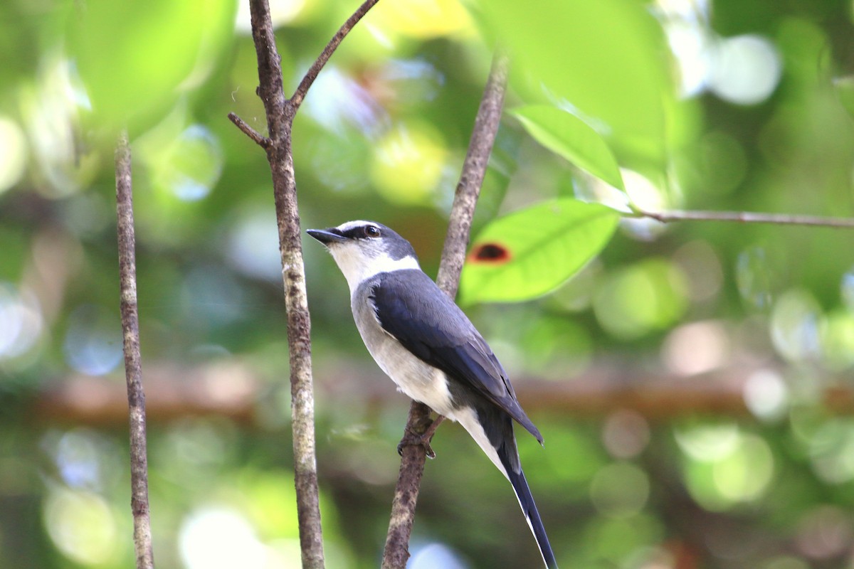 ryukyumønjefugl - ML646034228