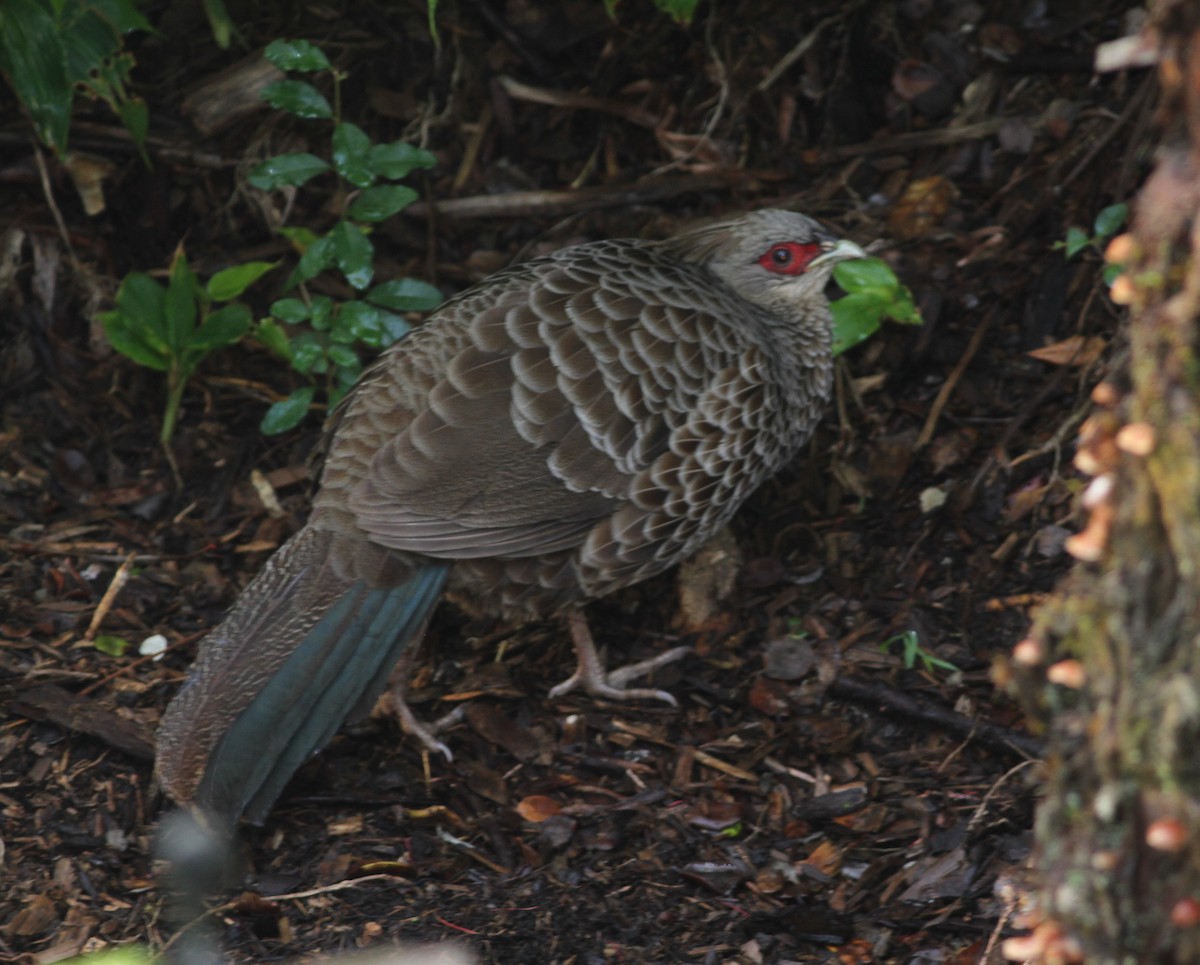 bažant tmavý - ML646034230